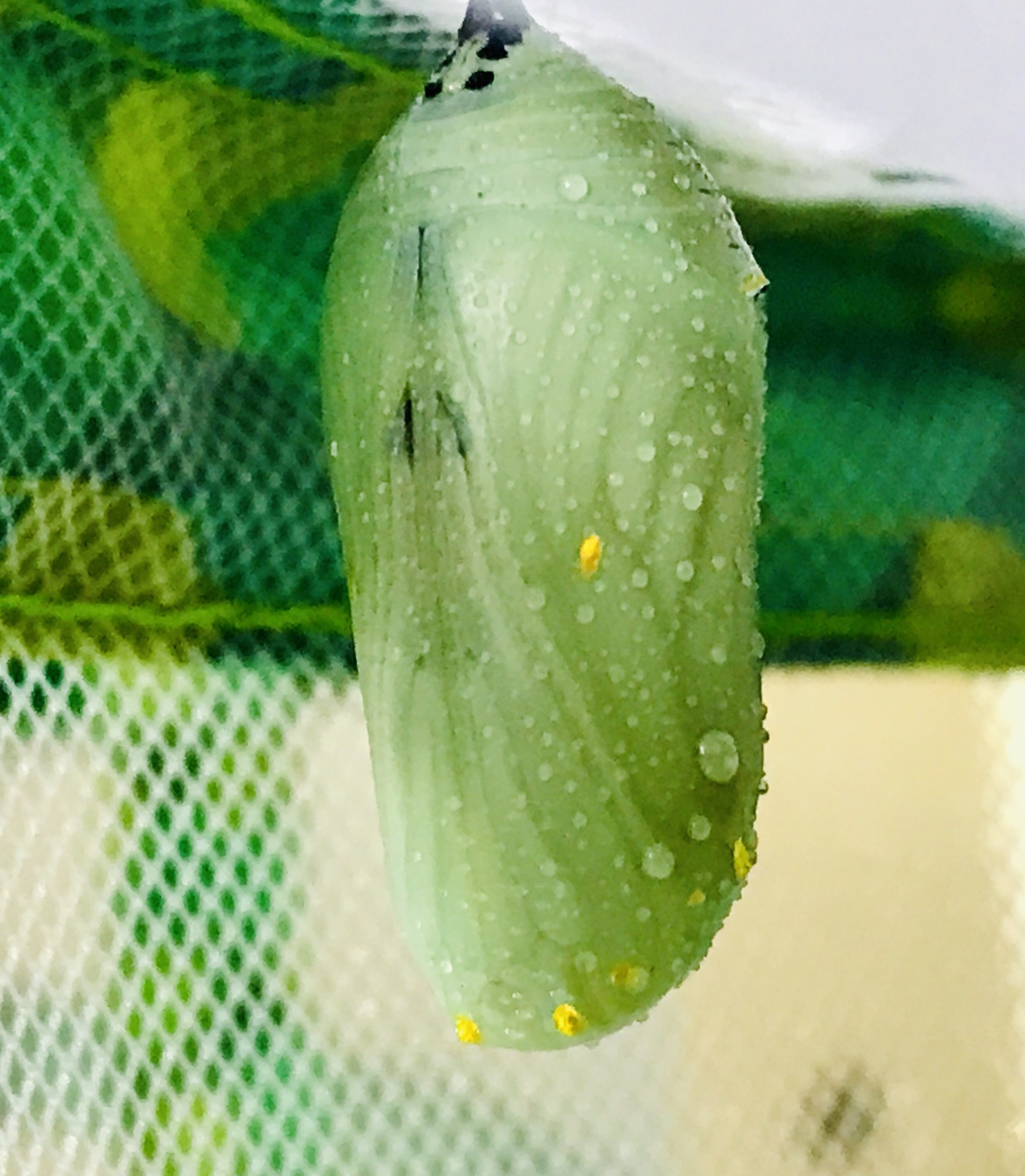 Monarchs Are Amazing Creatures